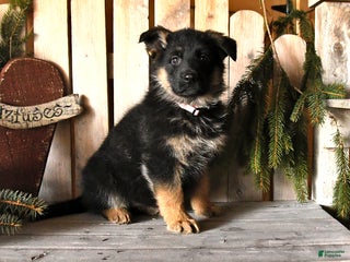 German Shepherd dogs Sasha - Ad 9