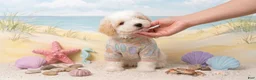 Maltipoo dogs for sale: TEDDY - Ad 2