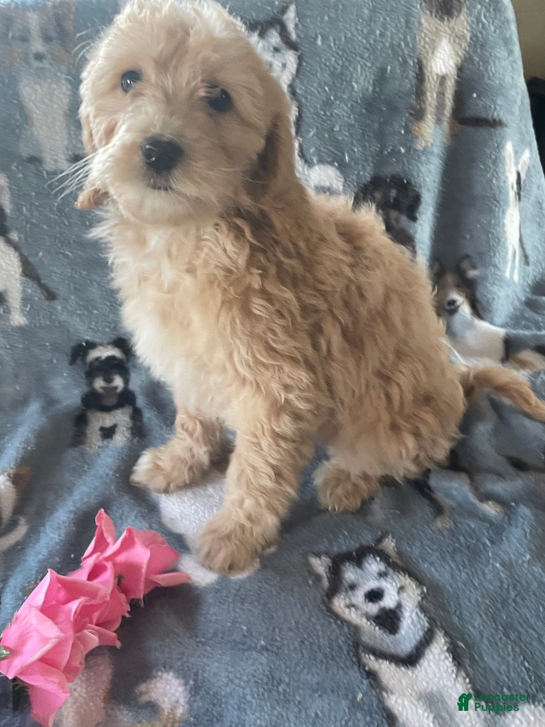 Mini Goldendoodle dogs for sale: Ruby - Ad 2