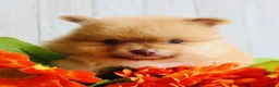 Pomeranian dogs for sale: Snickers - Ad 6