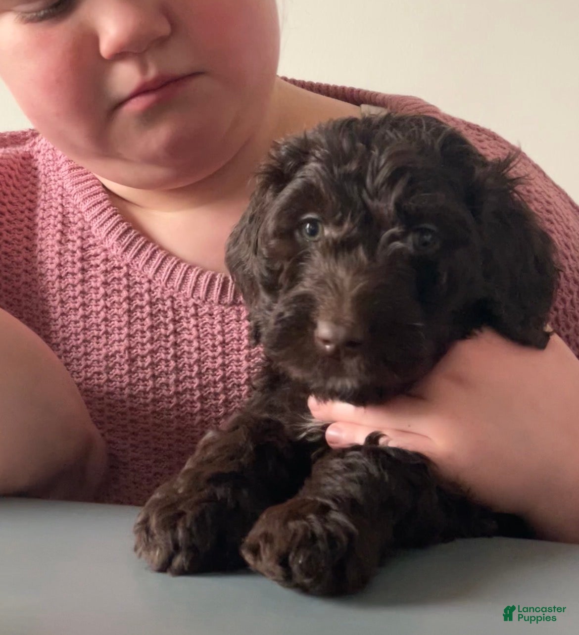 Goldendoodle dogs Ms yellow - Ad 1