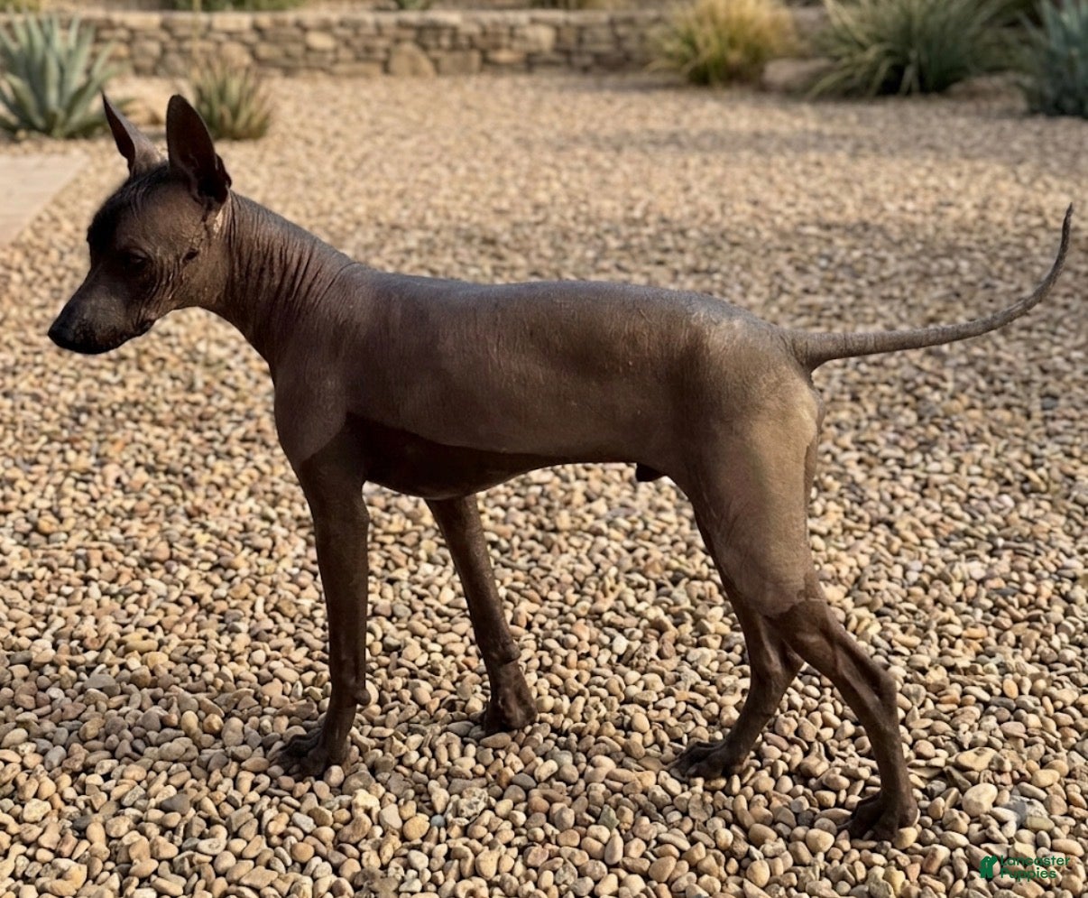 Xoloitzcuintle dogs Xoloitzcuintle 1 - Ad 2