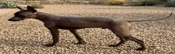 Xoloitzcuintle dogs for sale: Xoloitzcuintle 1 - Ad 2