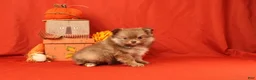 Pomeranian dogs for sale: Jane  - Ad 4