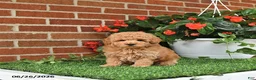 Toy Poodle dogs for sale: Teddy - Ad 3