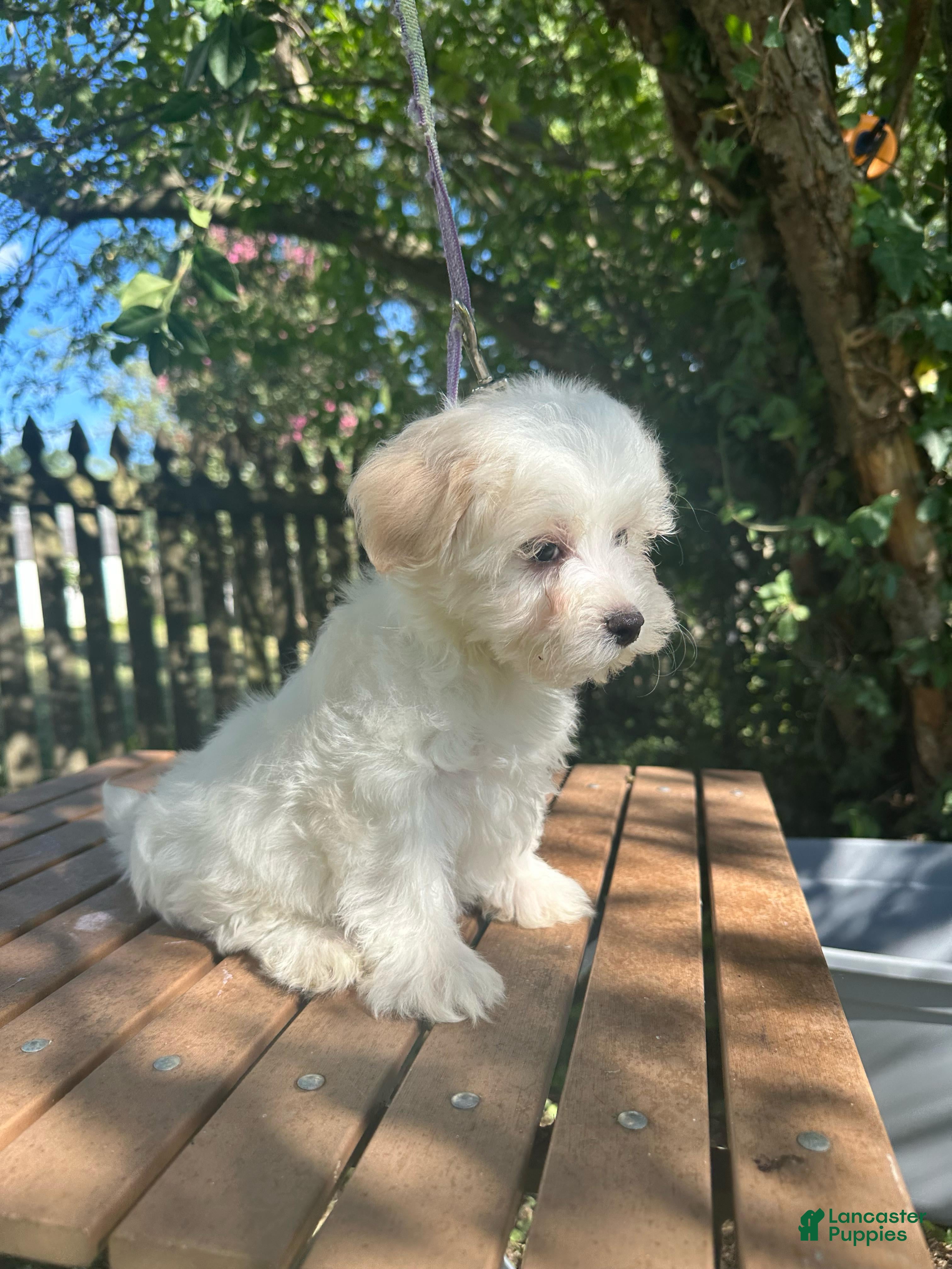 Maltese dogs Maltese 3 - Ad 1