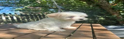Maltese dogs for sale: Maltese 3 - Ad 1