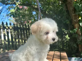 Maltese dogs for sale: Maltese 3 - Ad 4