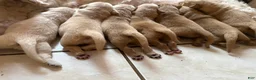 Goldendoodle dogs for sale: Spot  - Ad 2