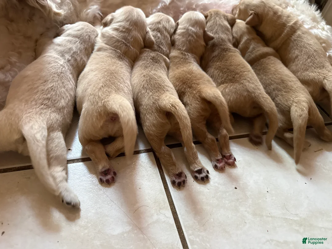 Goldendoodle dogs for sale: Spot  - Ad 2