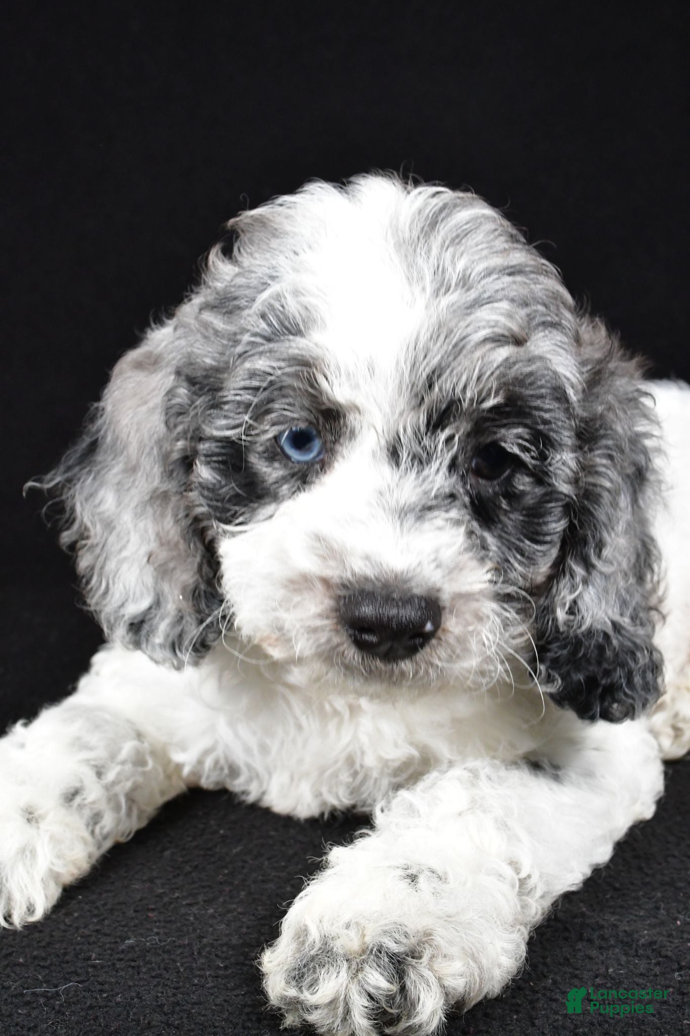 Cockapoo dogs Frankie - Ad 2