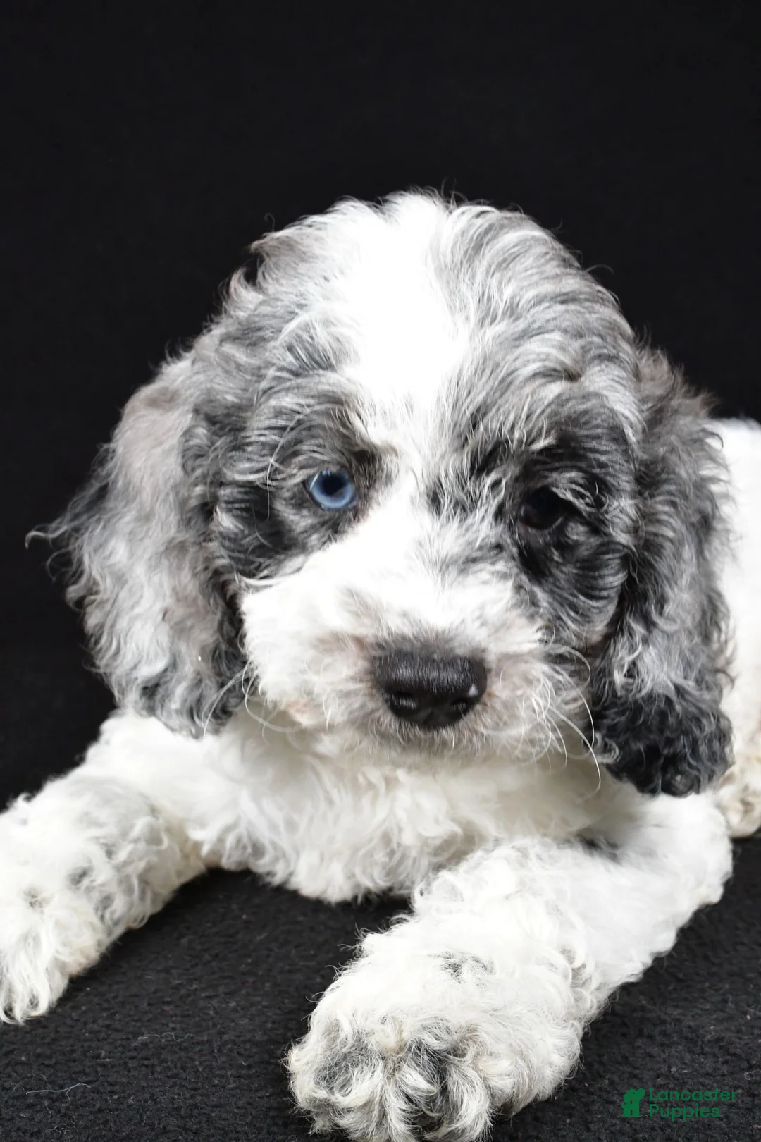 Cockapoo dogs for sale: Frankie - Ad 2