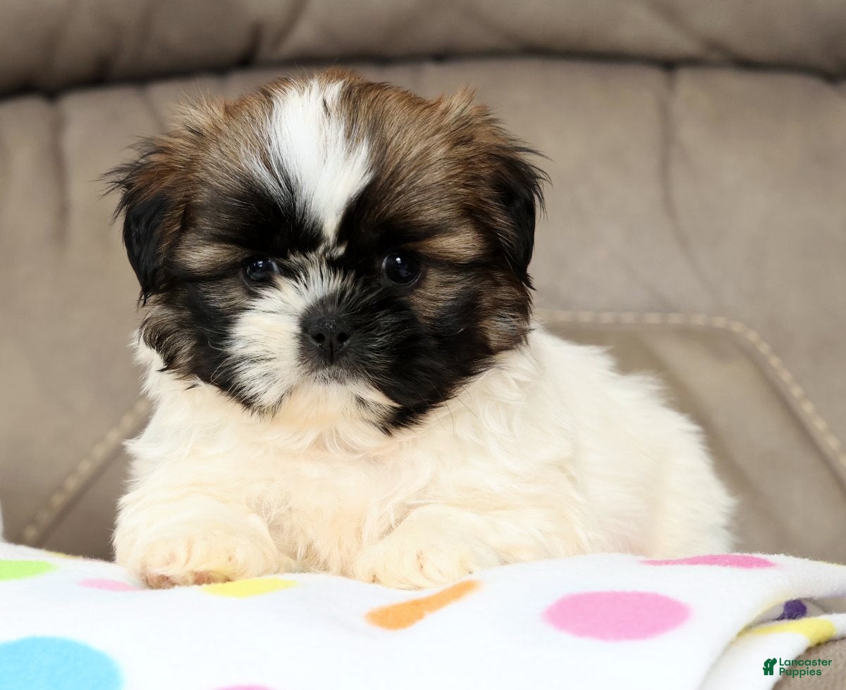 Shih Tzu dogs Sweetie - Ad 2