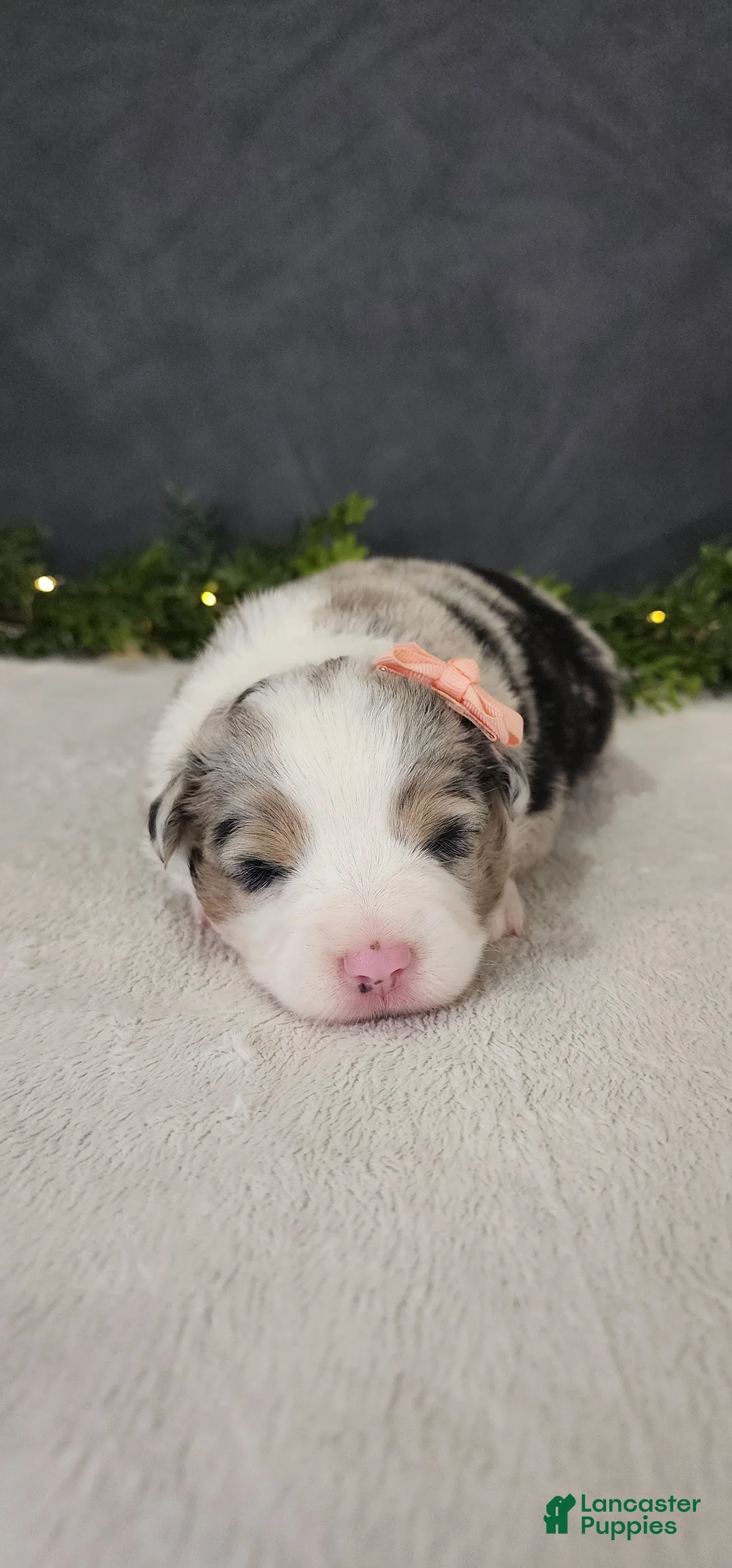 Miniature Australian Shepherd dogs for sale: Luna - Ad 1
