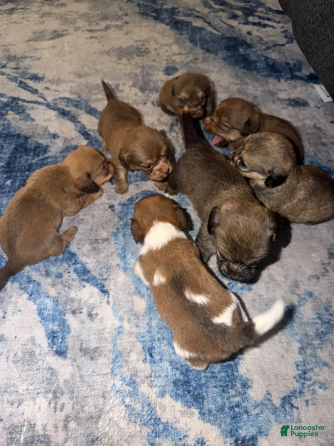 Mixed Breed dogs for sale: Mixed Breed 1 - Ad 5