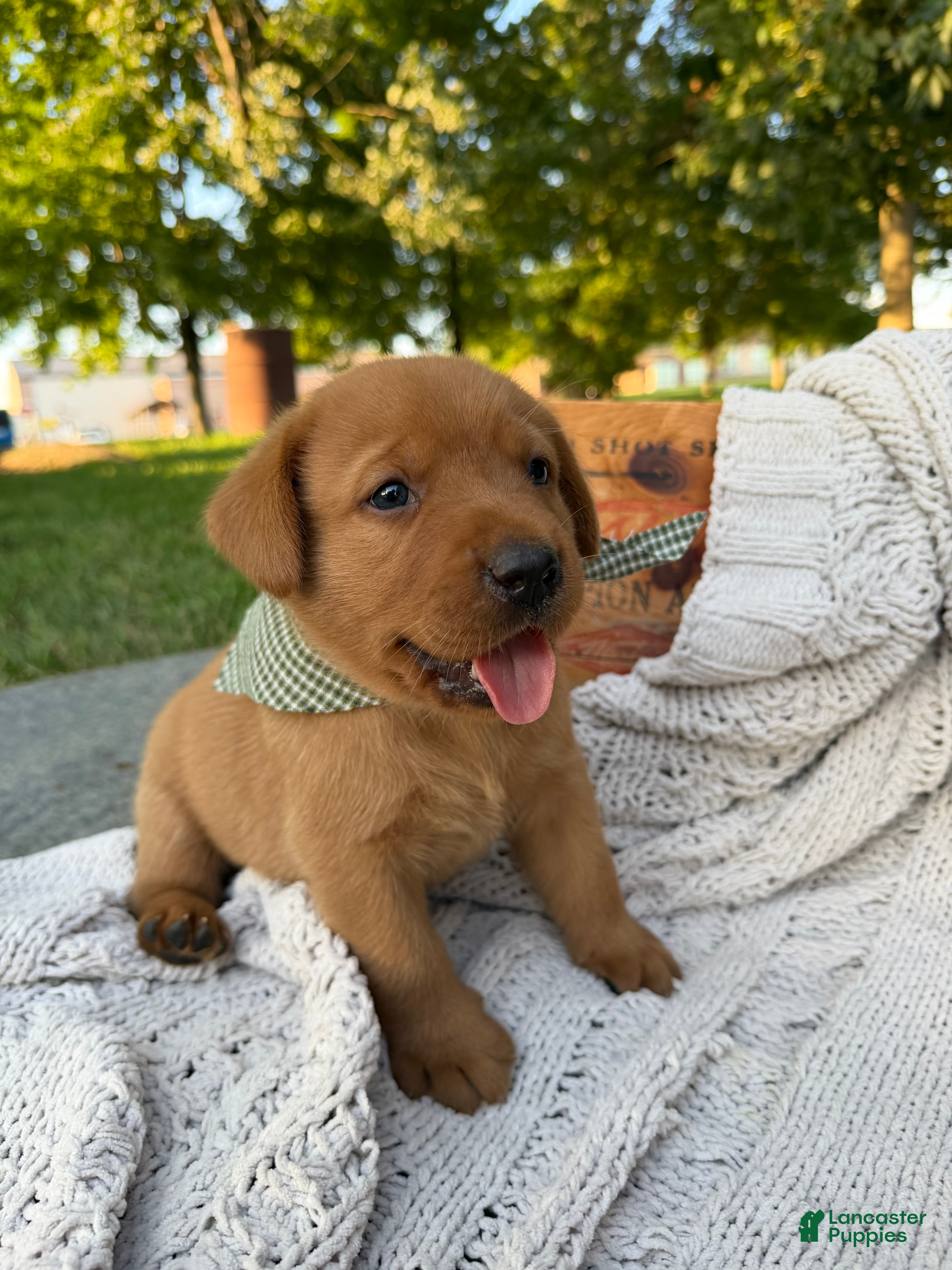 Labrador Retriever dogs Canyon - Ad 2