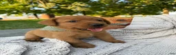 Labrador Retriever dogs for sale: Canyon - Ad 2