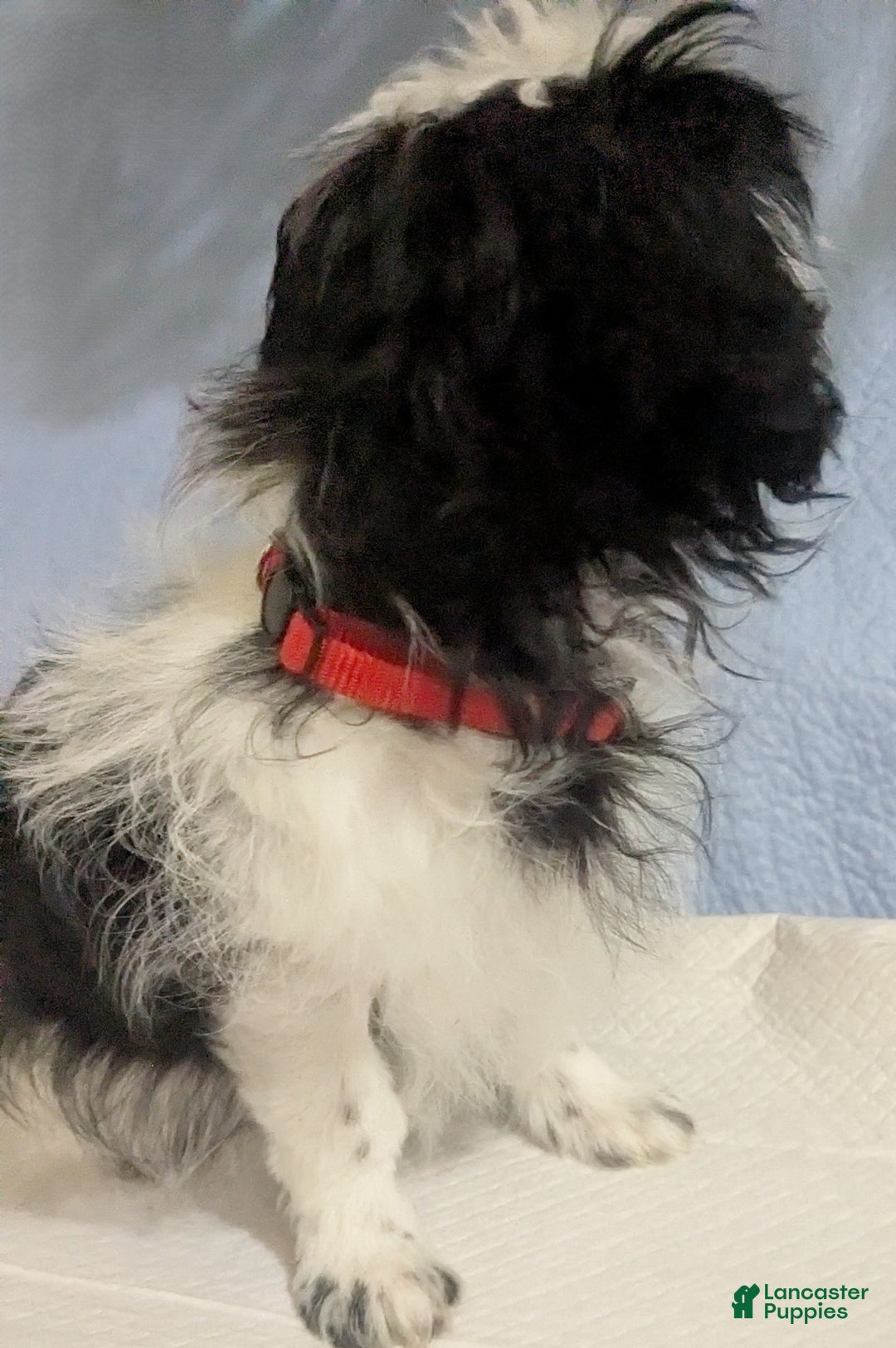 Shih Tzu dogs for sale: Imperial Shih Tzu  Wenda Green Collar  - Ad 12