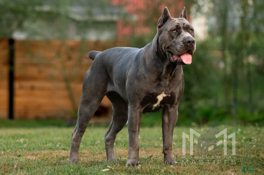 Mixed Breed dogs for sale: Grey Collar Male - Ad 3