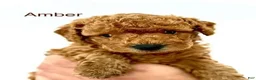 Toy Poodle dogs for sale: Amber - Ad 5