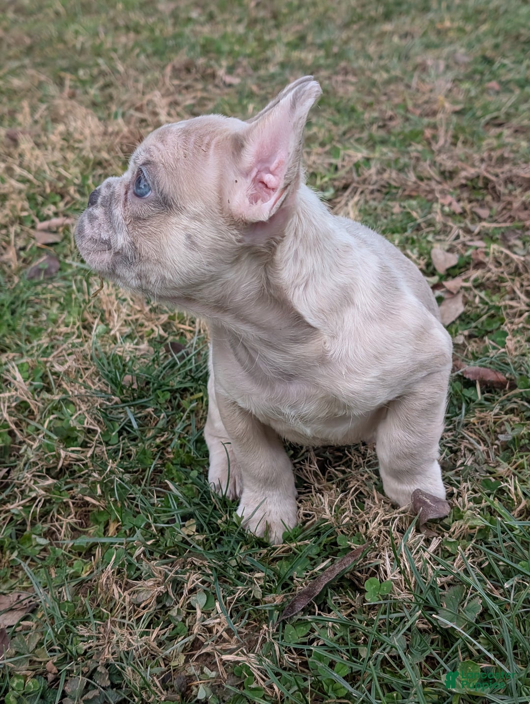 French Bulldog dogs for sale: Silver - Ad 3
