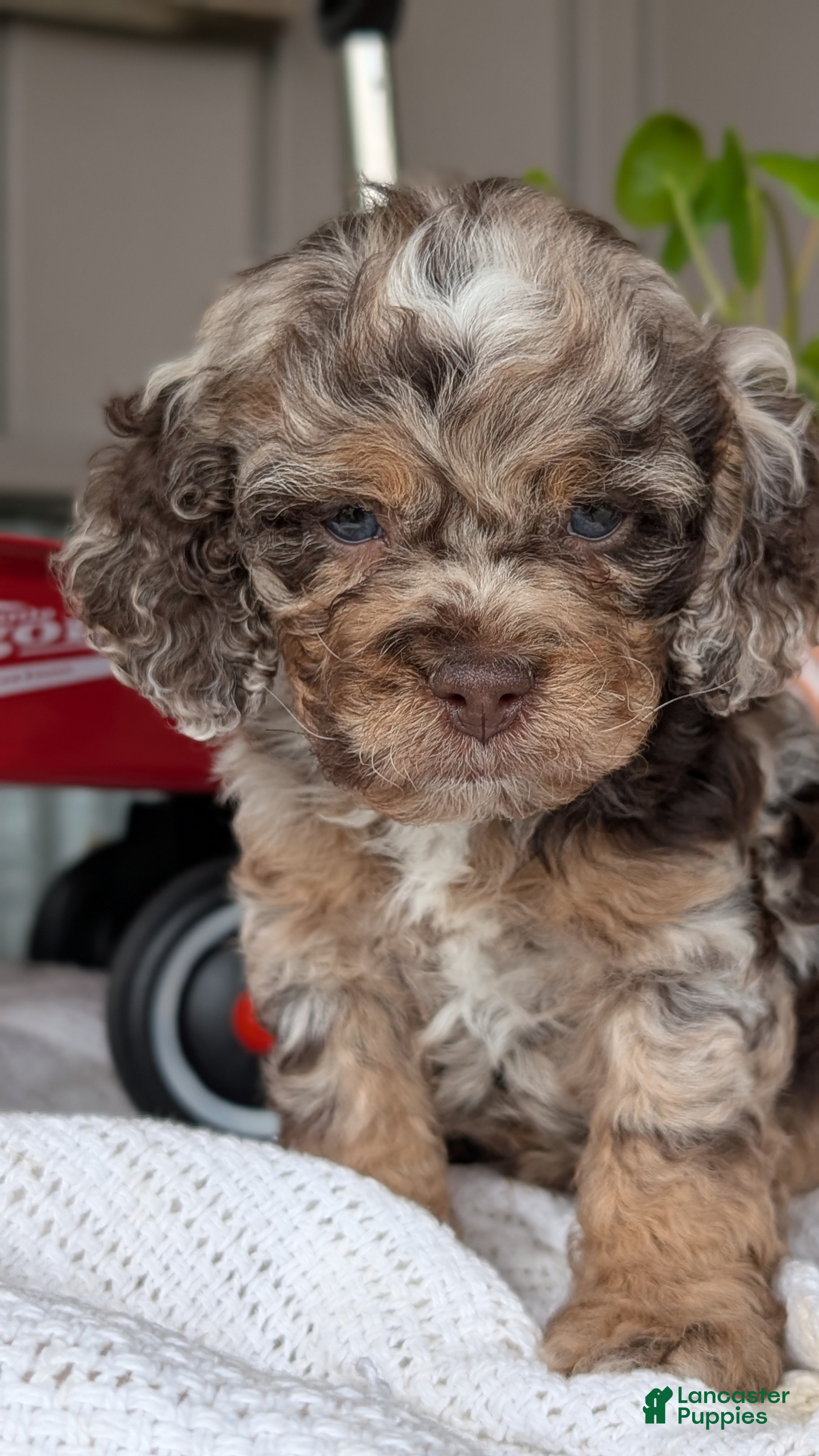 Cockapoo dogs Benji - Ad 2