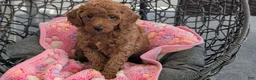 Toy Poodle dogs for sale: Vic - Ad 3