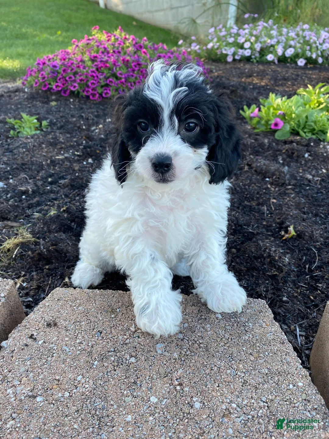 Cavapoo dogs for sale: Timmy - Ad 1