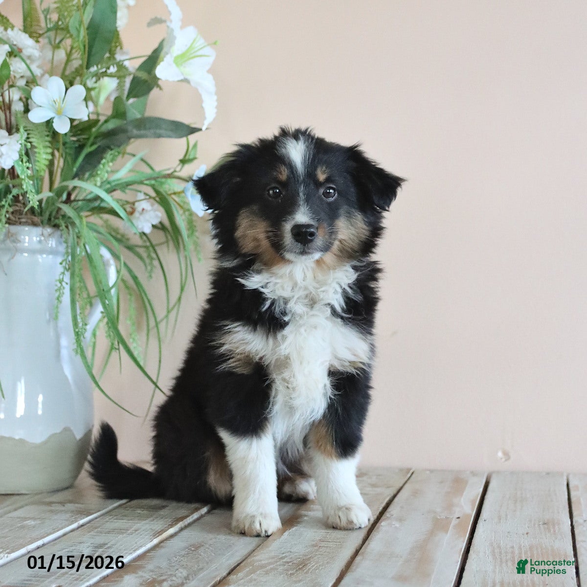 Miniature Australian Shepherd dogs Tisha - Ad 17