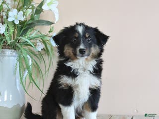 Miniature Australian Shepherd dogs Tisha - Ad 29