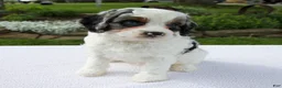 Cavapoo dogs for sale: Alex - Ad 5