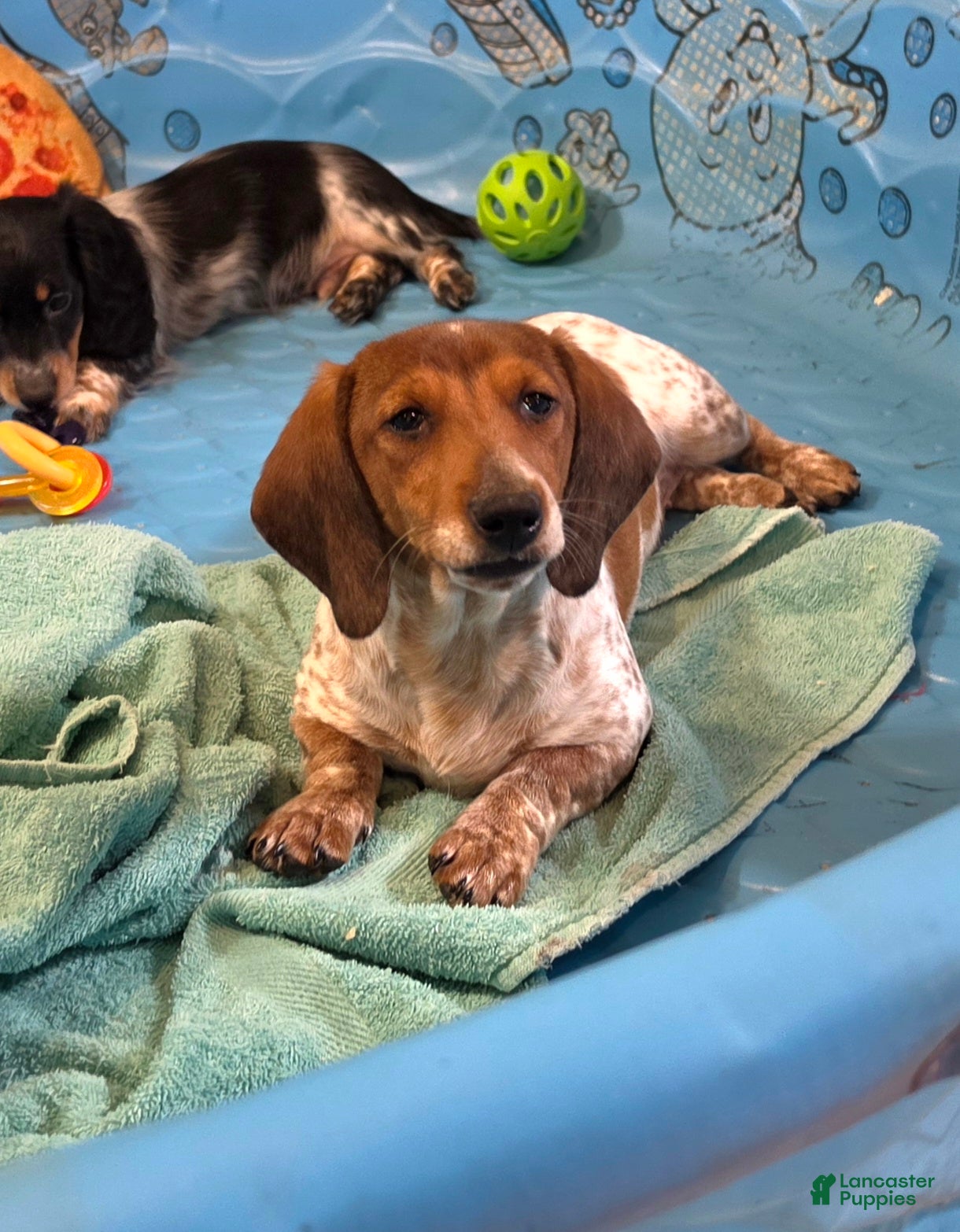 Miniature Dachshund dogs Kenny - Ad 1