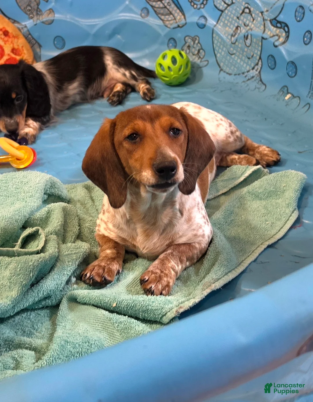 Miniature Dachshund dogs for sale: Kenny - Ad 1