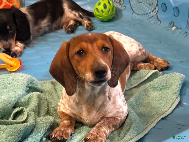 Miniature Dachshund dogs for sale: Kenny - Ad 1