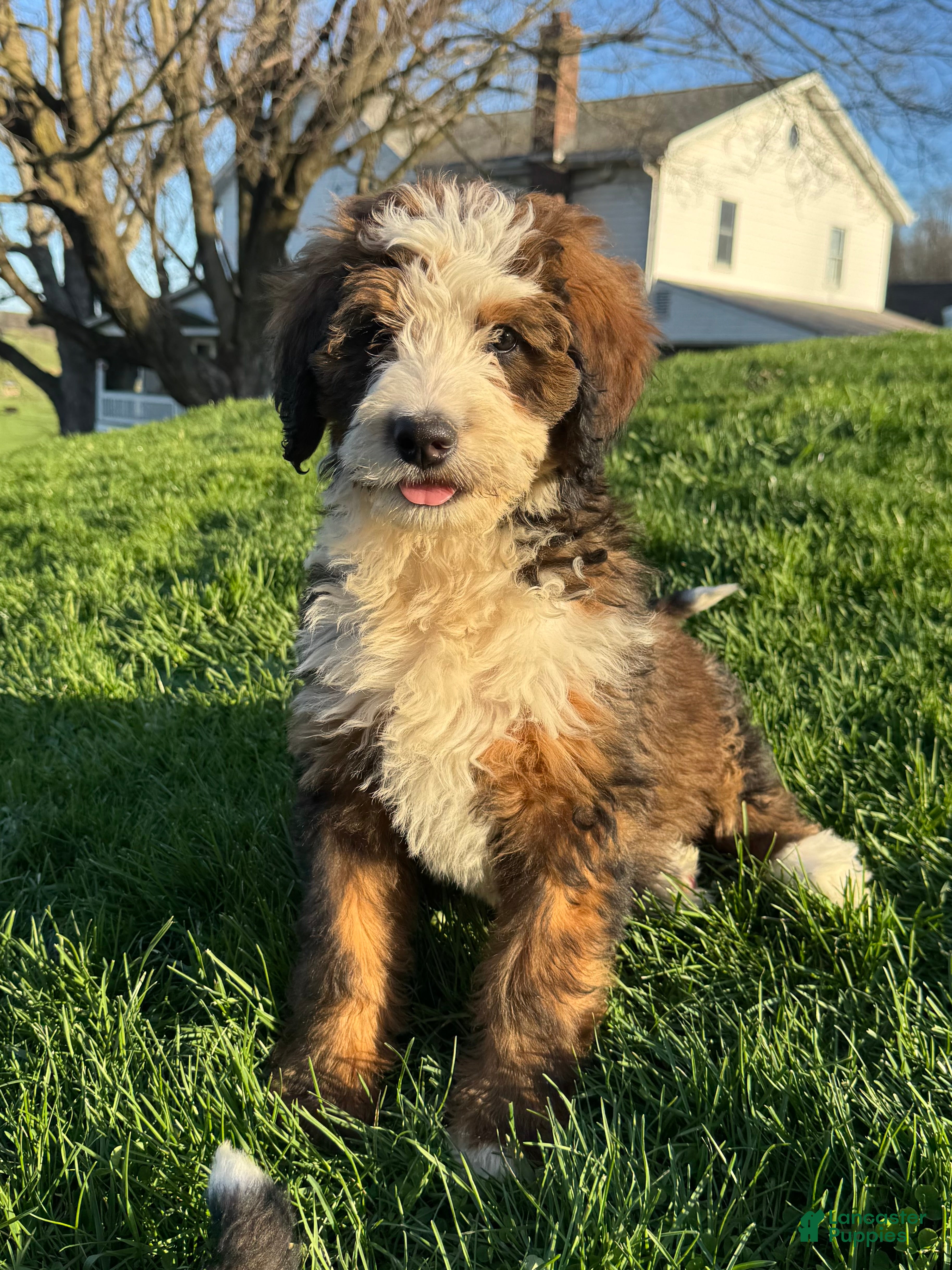 Bernedoodle dogs Sadie - Ad 1