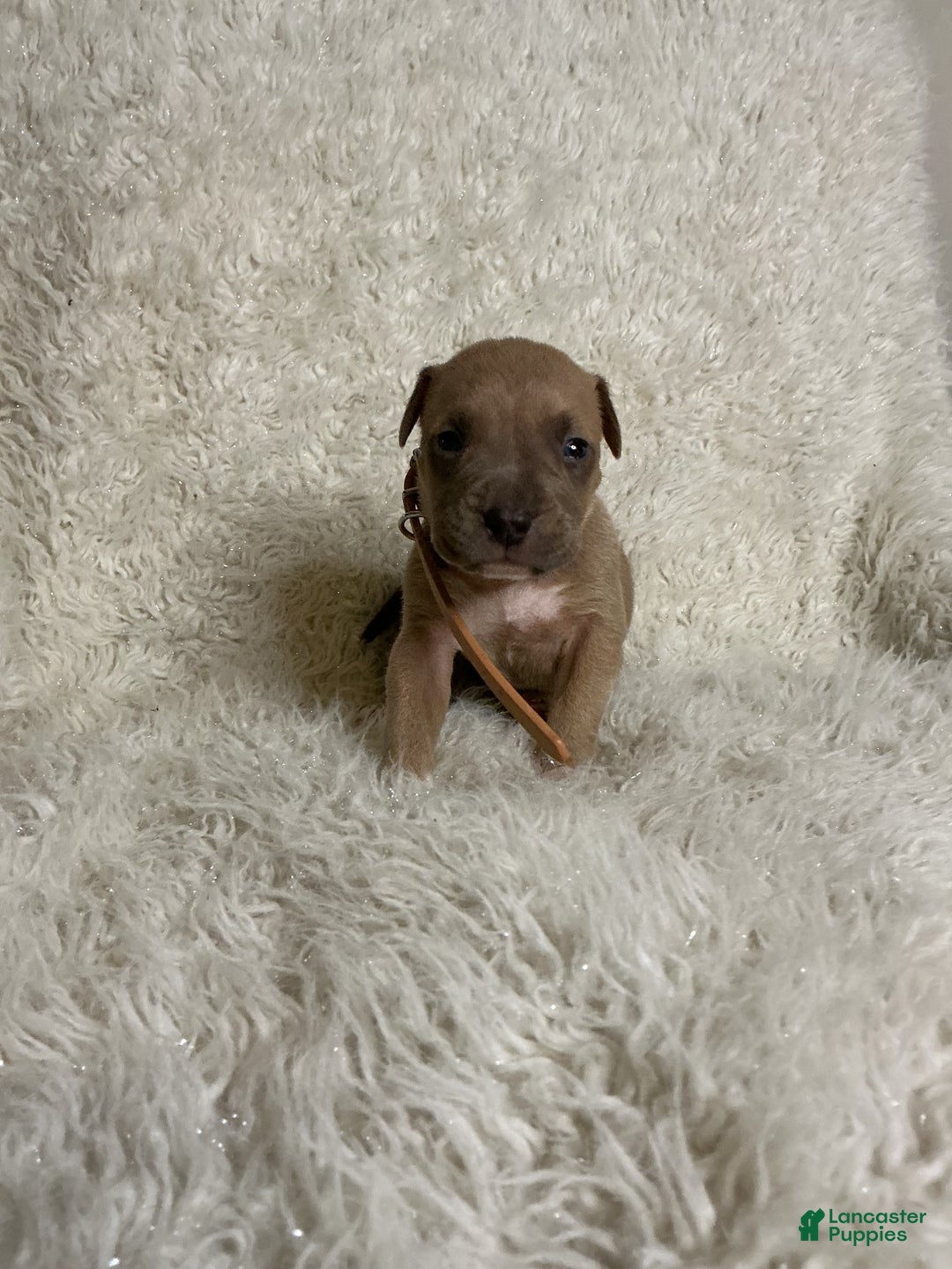 American Bully dogs for sale: Dirty Dan - Ad 7