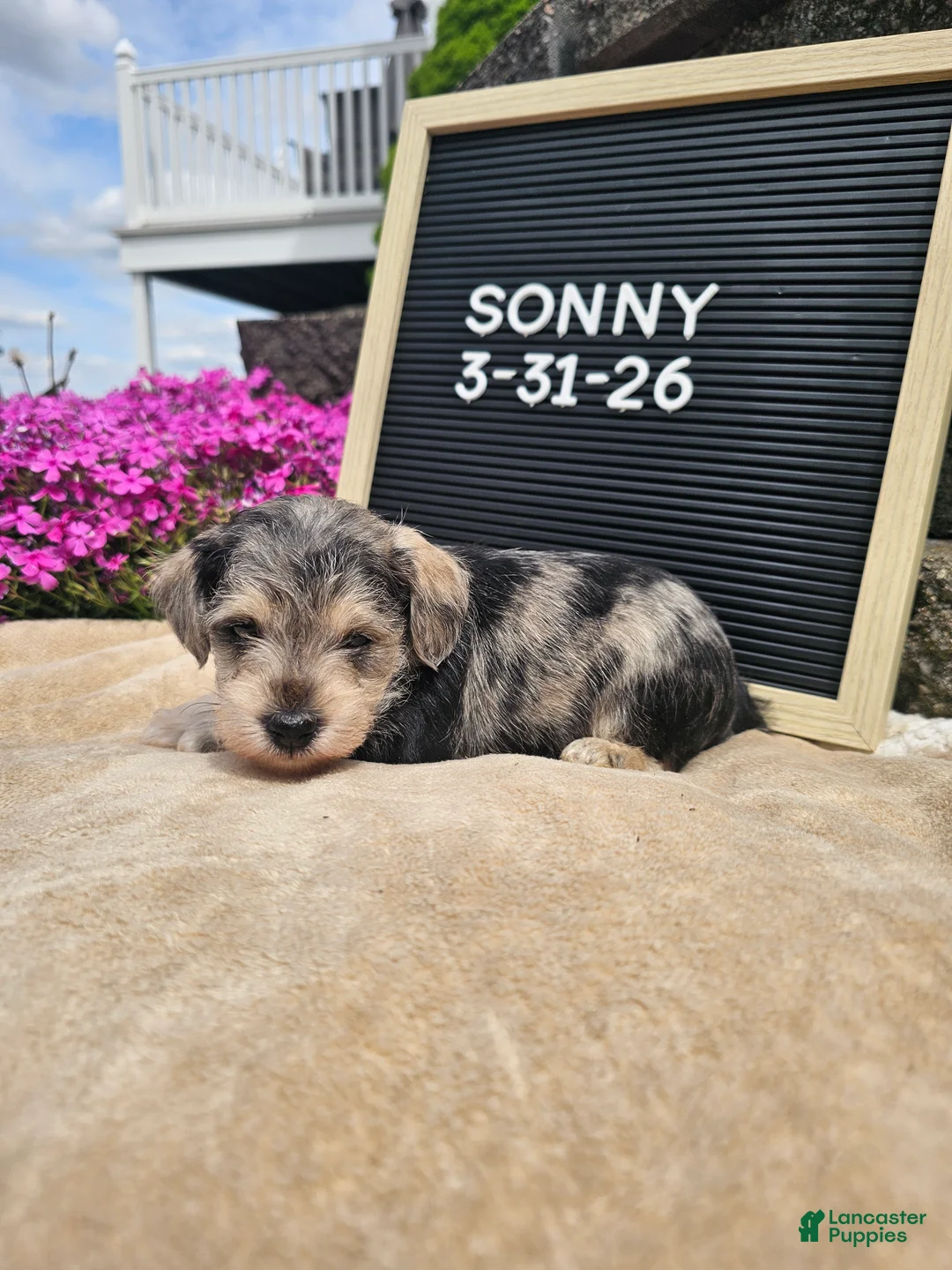 Miniature Schnauzer dogs for sale: Sunny - Ad 2