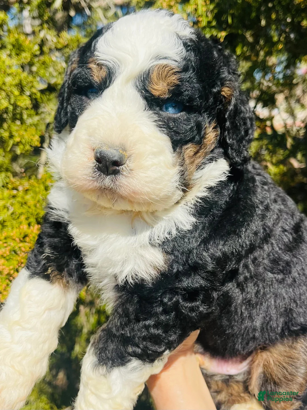 Bernedoodle dogs for sale: Bernedoodle “Bunny” blue eye - Ad 1