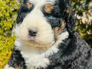 Bernedoodle dogs Bernedoodle “Bunny” blue eye - Ad 4