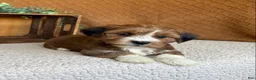 Havanese dogs for sale: Sheldon  - Ad 4