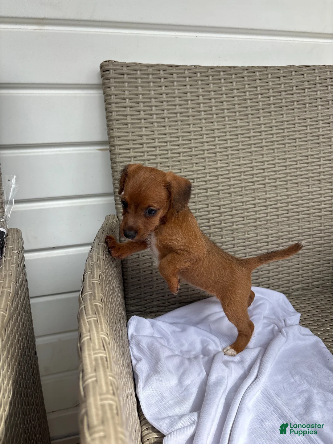 Jackapoo dogs for sale: Lacey - Ad 2
