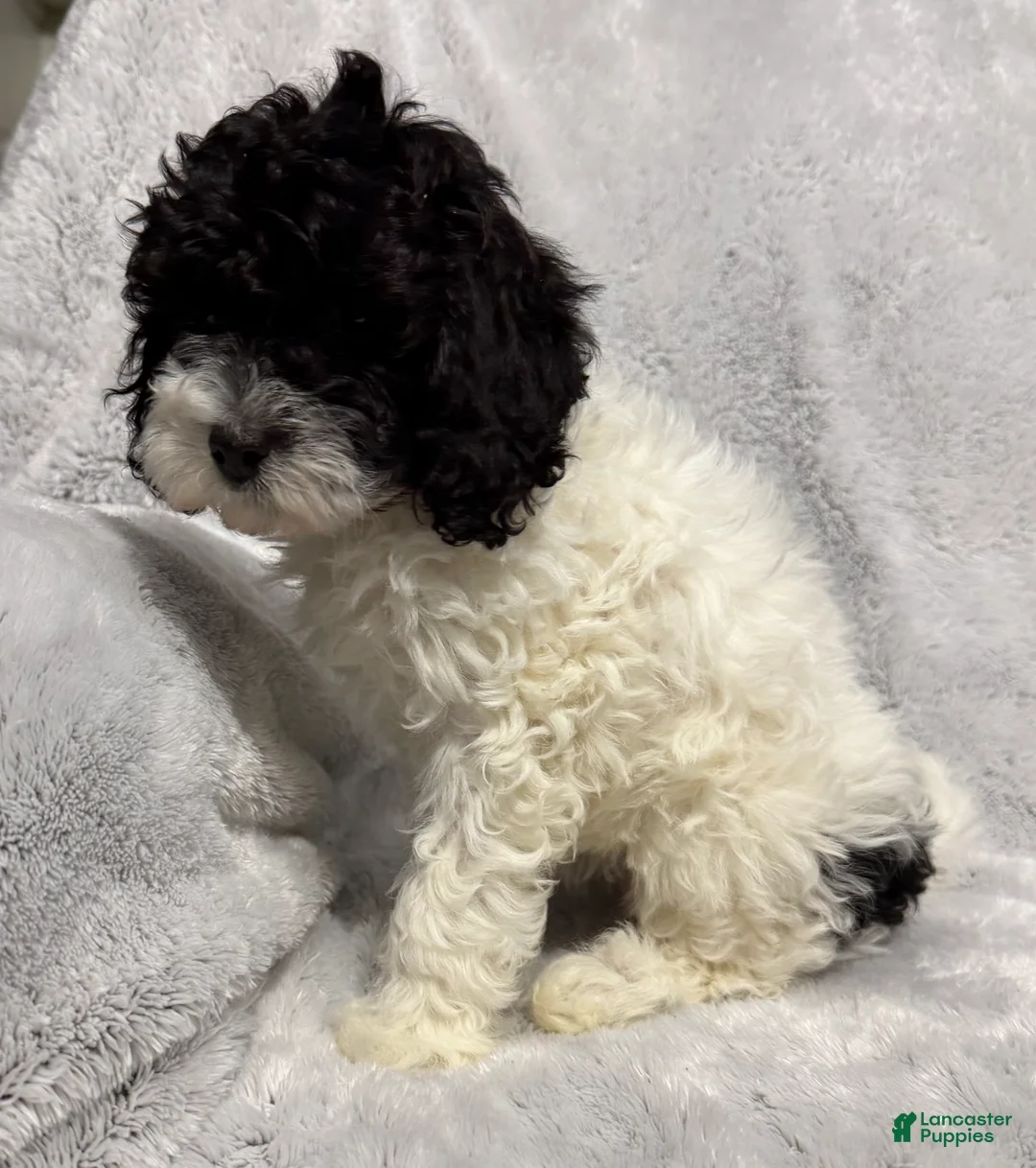 Cavapoo dogs for sale: Abby - Ad 5