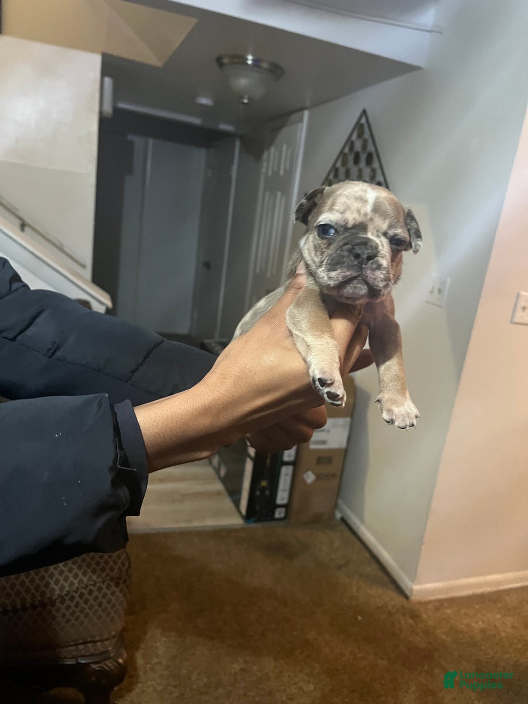 American Staffordshire Terrier dogs for sale: Chocolate Merle tricolor French bulldog  - Ad 2