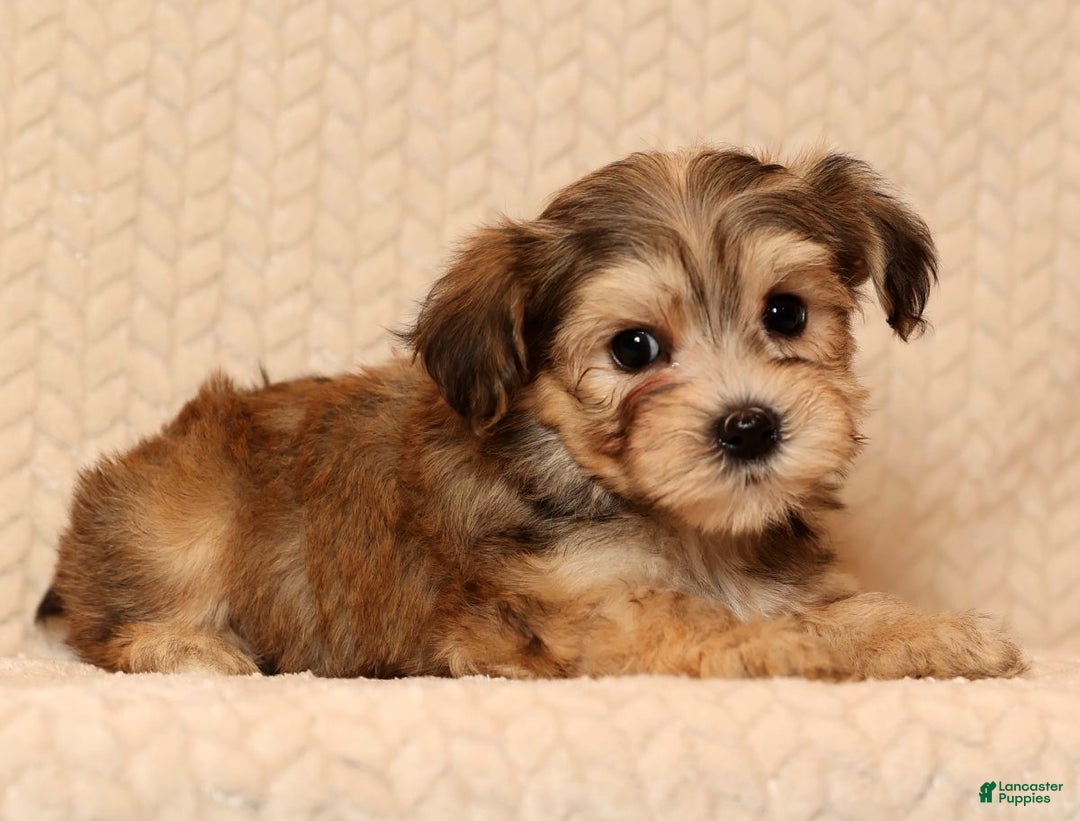 Yochon dogs for sale: Fluffy - Ad 5