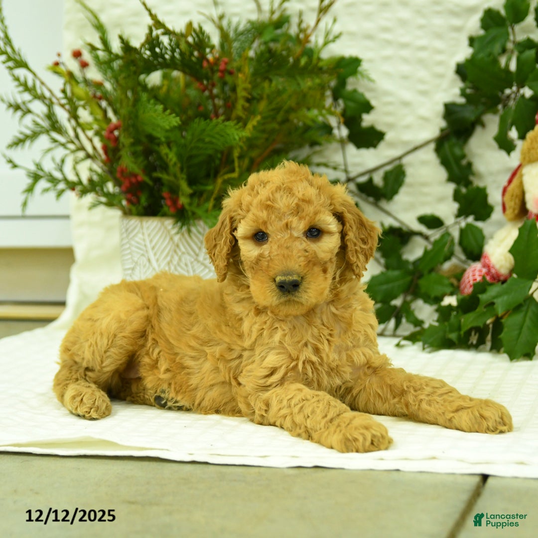 Goldendoodle dogs for sale: Eddie - Ad 1