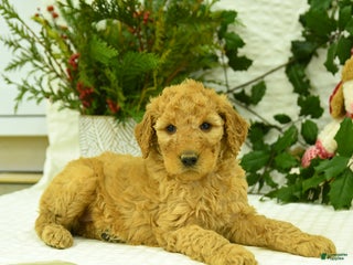 Goldendoodle dogs Eddie - Ad 2