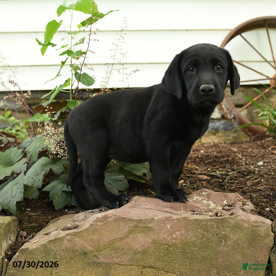 Labrador Retriever dogs Explorer - Ad 1