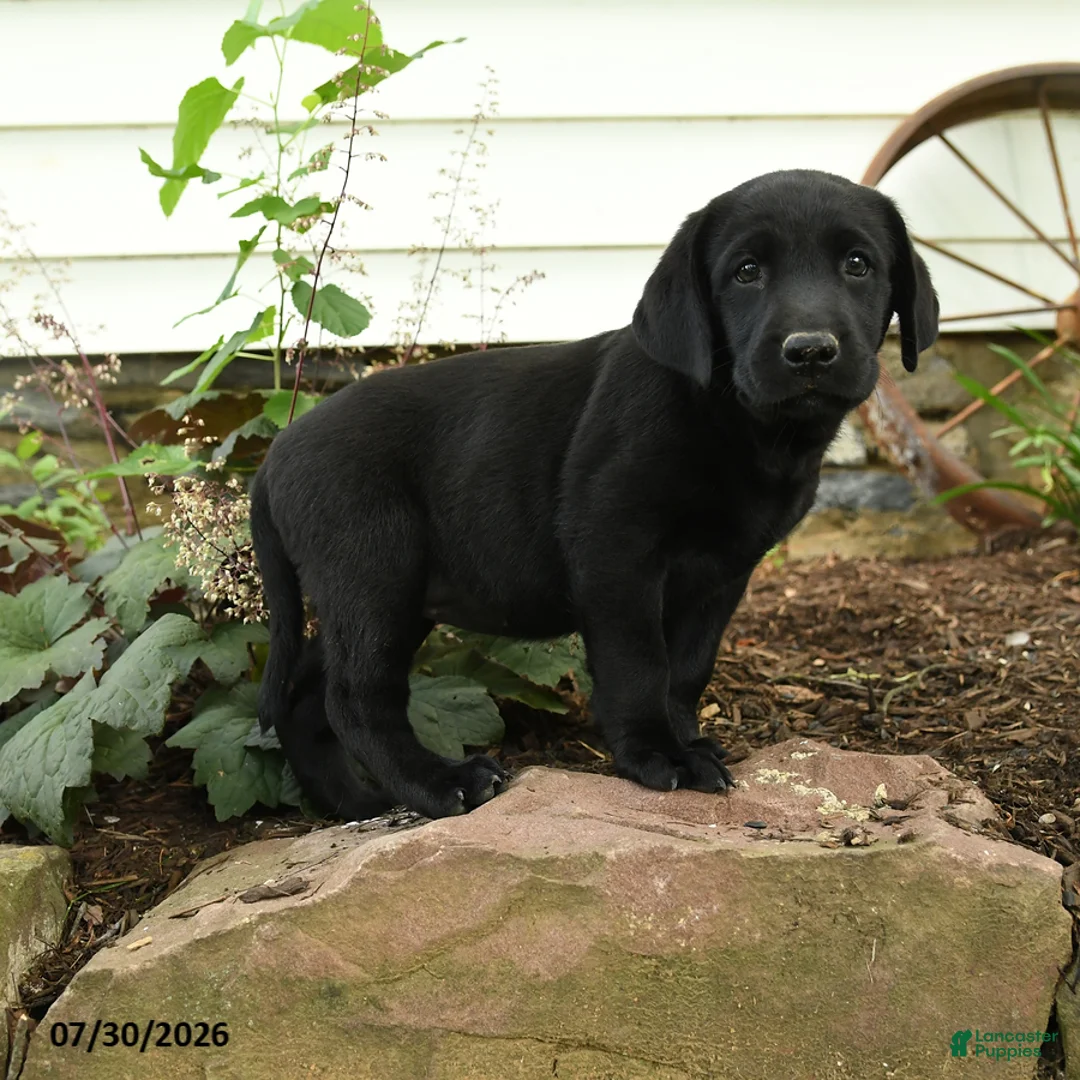 Labrador Retriever dogs for sale: Explorer - Ad 1