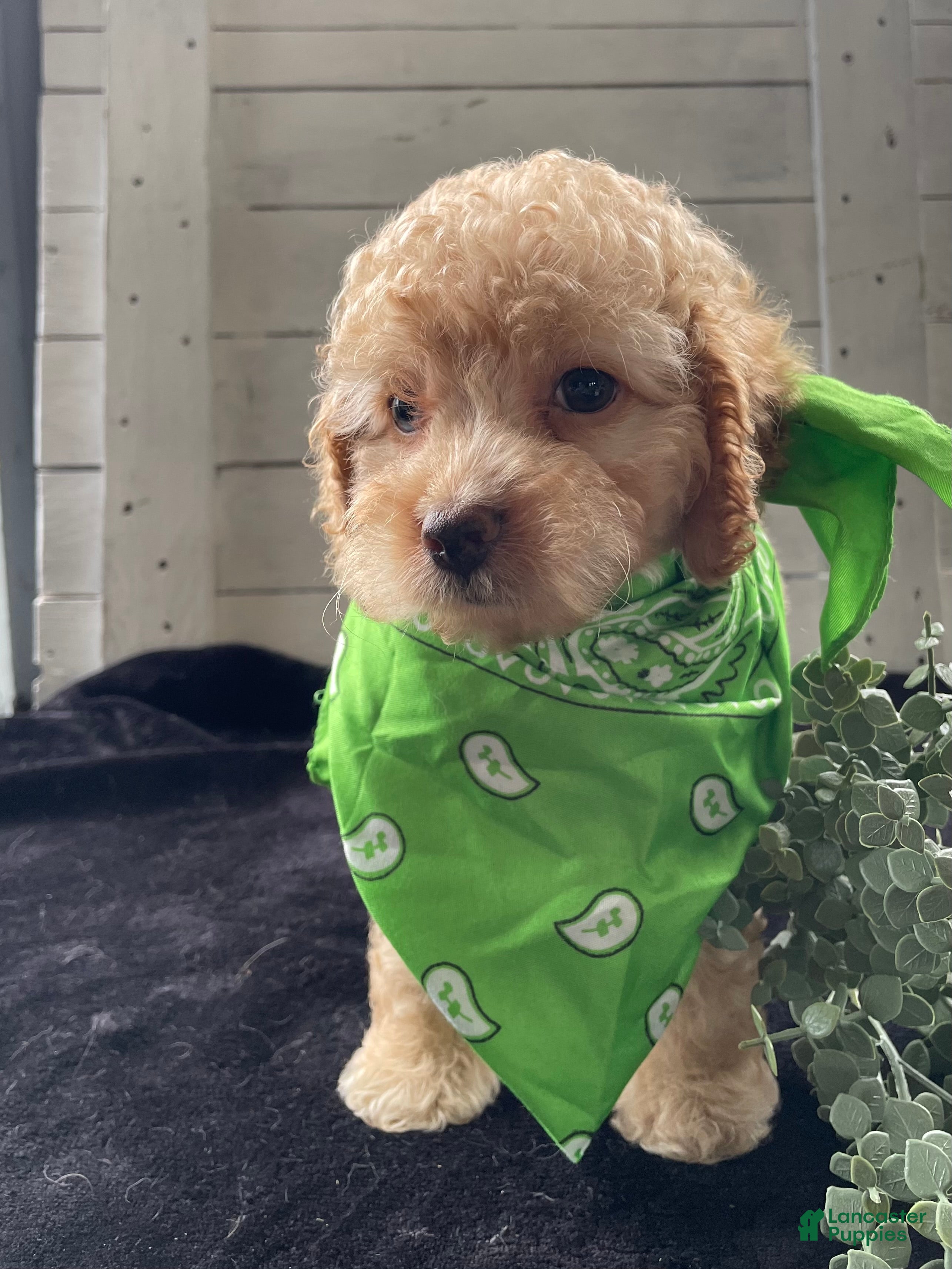 Cockapoo dogs Sweetie  - Ad 2