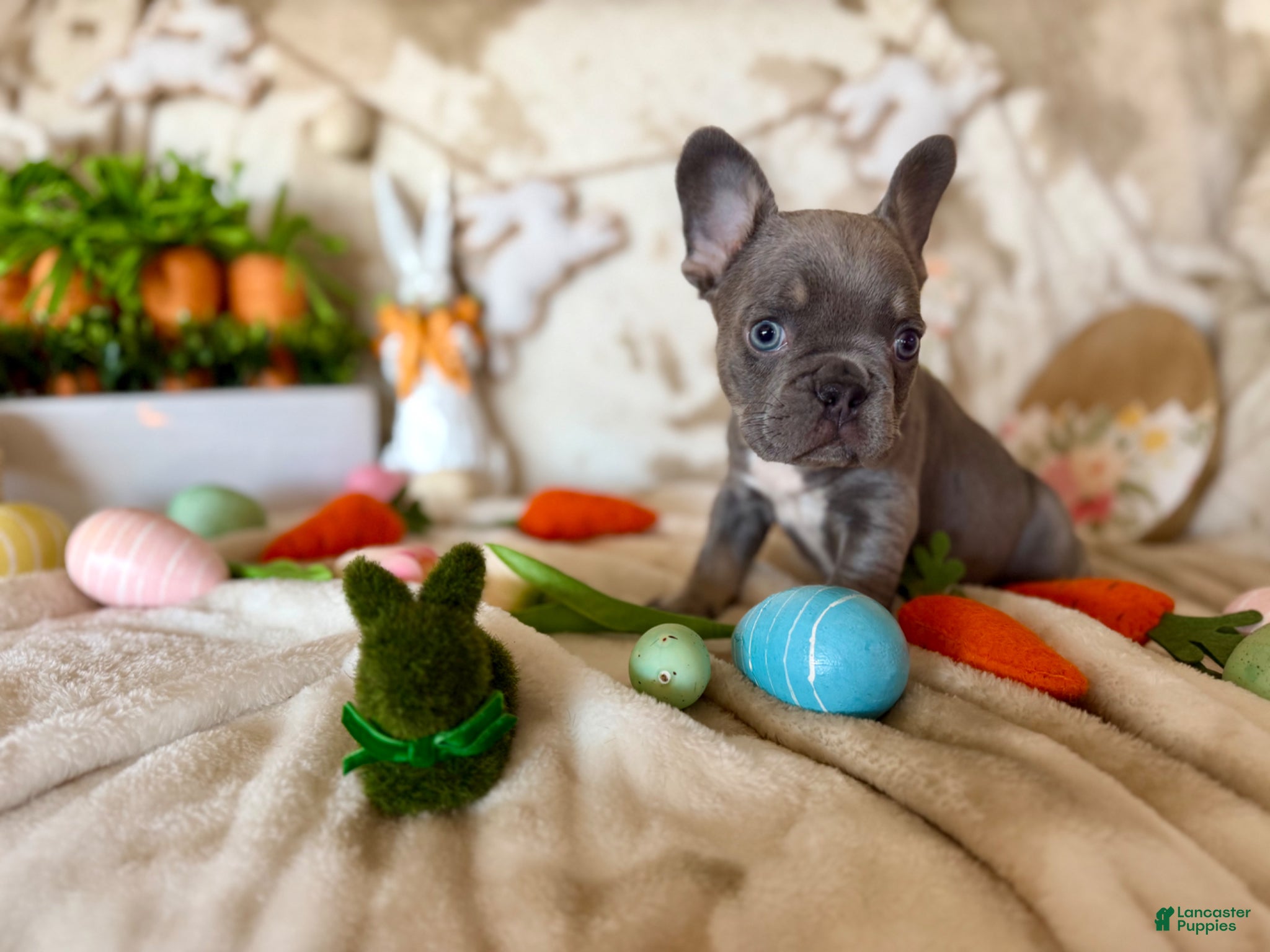 French Bulldog dogs French Bulldog Puppy 2 - Ad 1